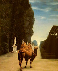 Camel in the Park of Versaiiles